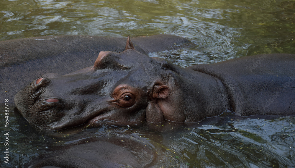 A Hippopotamus also called the hippo is looking at the camera at a zoo in India A Hippopotamus also called the hippo is looking at the camera at a zoo in India