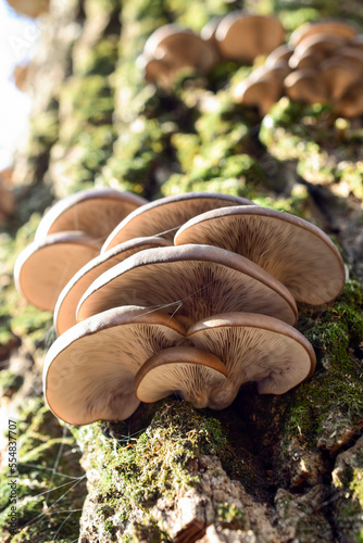 Oyster mushroom in a cobweb growing on green moss in the bark of a tree, bottom view