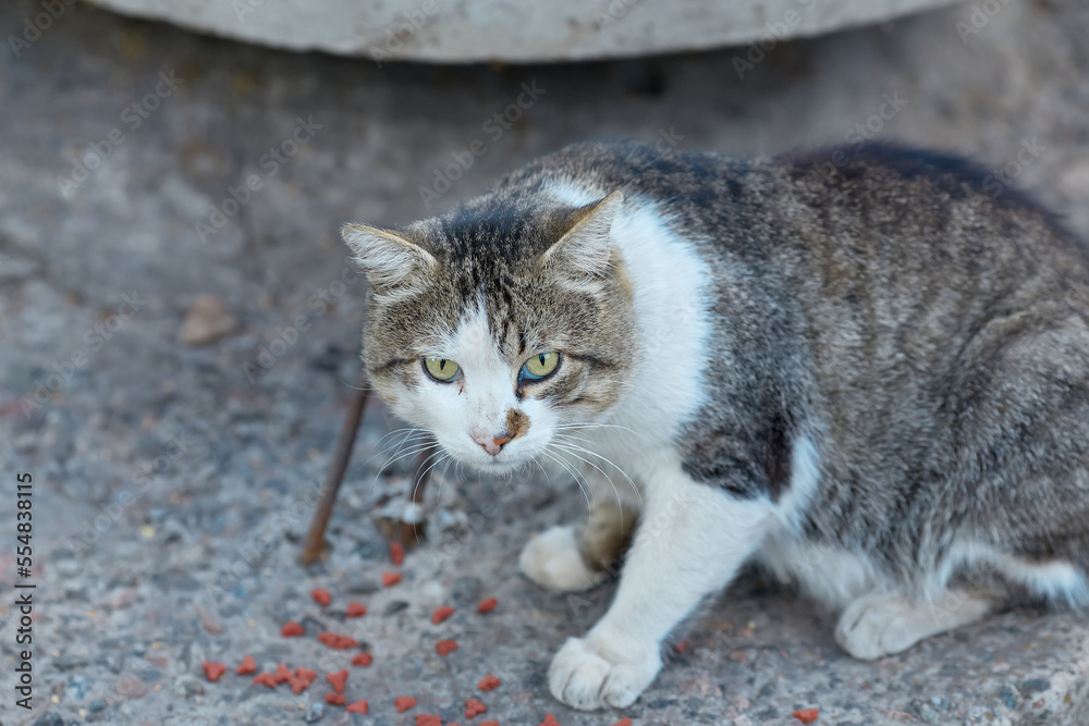 Spotted street cat walks. Yard abandoned cat looks at people. Homeless animal. Spotted street cat walks. Yard abandoned cat looks at people. Homeless animal.