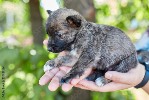 Small newborn puppy in female hands. A beautiful and cute puppy in her arms.