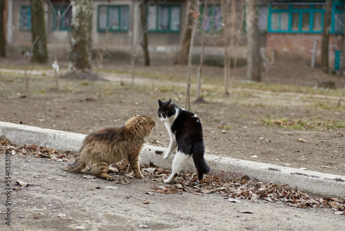 Two stray cats are fighting