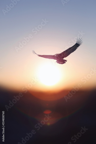 Fototapeta New year rising bright sun and sunrise background and an eagle flying high in th