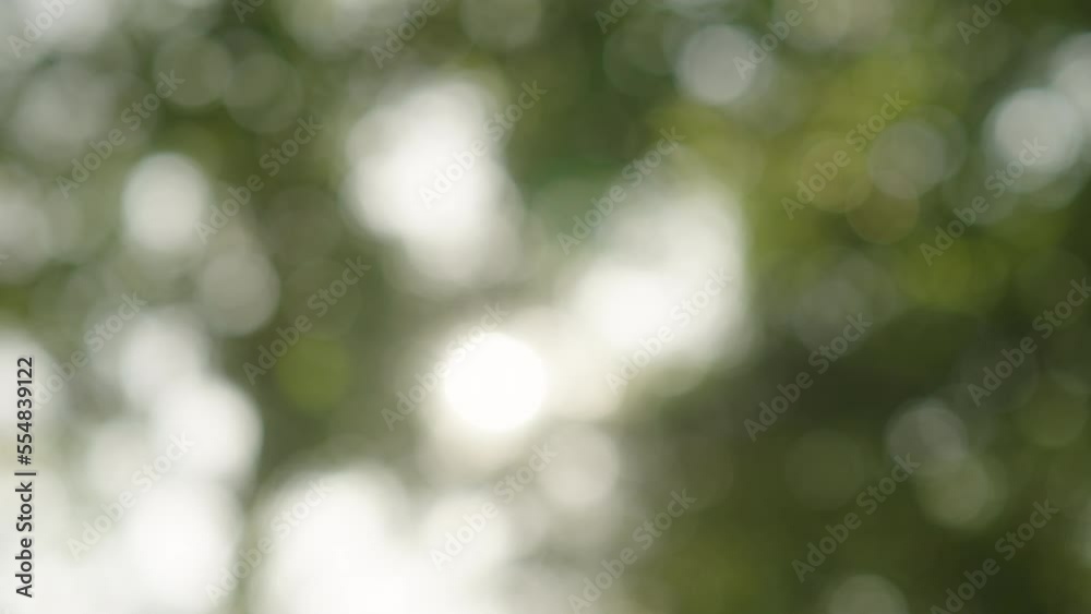 Beautiful Rich green vibrant natural video bokeh abstract background. green leaves of a tree waving in wind.Defocused leaves of trees and soft sunset sunlight through branches and leaf.4k slow motion Beautiful Rich green vibrant natural video bokeh abstract background. green leaves of a tree waving in wind.Defocused leaves of trees and soft sunset sunlight through branches and leaf.4k slow motion