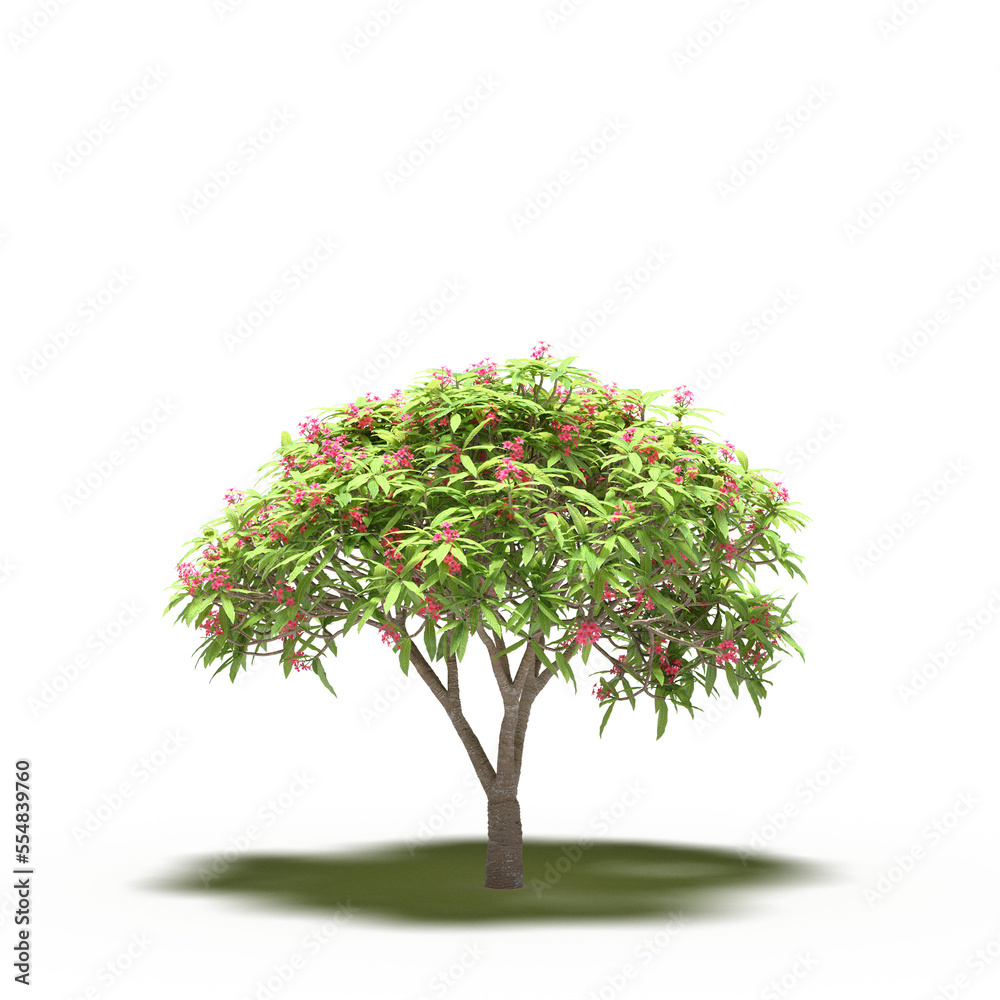 large tree with a shadow under it, isolated on a transparent background, 3D illustration, cg render
