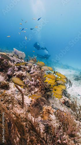 school of yellow fish with two divers in the background