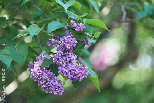 purple lilac shrub blossoms in spring. Beautiful floral nature wallpaper