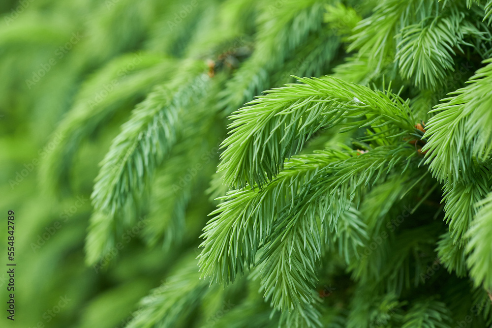 Spruce branch background Spruce branch background