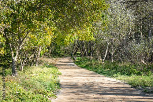 footpath in the park photo