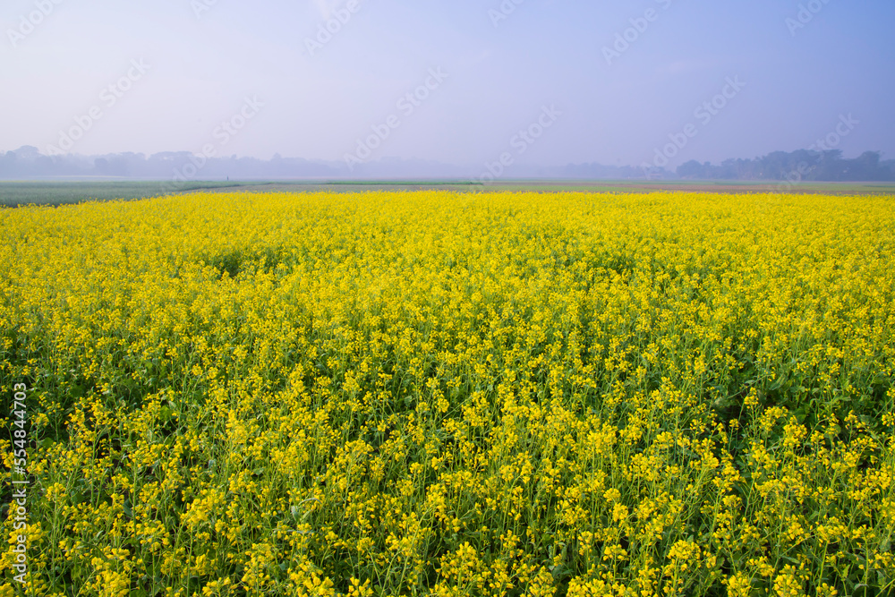 Beautiful Yellow Blooming rapeseed flower in the field natural Landscape view