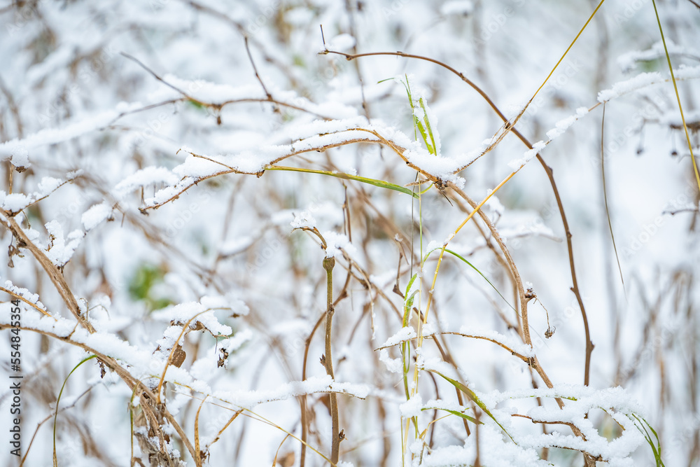grass in the snow