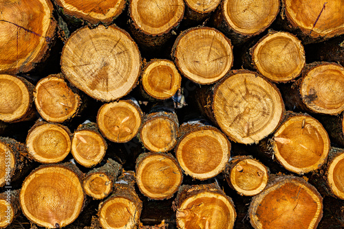 Holz Strukturen Baumst  mme