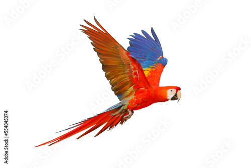 Colorful flying parrot isolated on transparent background.  © Passakorn