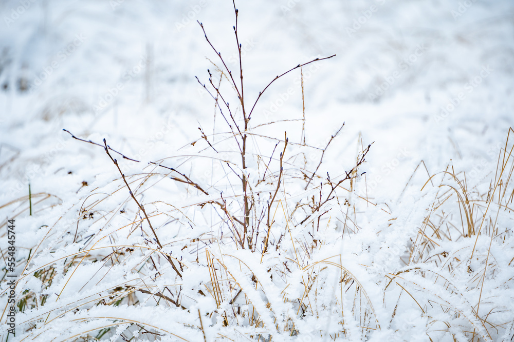 grass in the snow grass in the snow