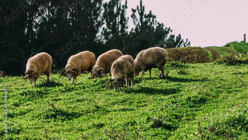 Fototapeta Naklejka Na Ścianę i Meble -  Flock of sheep, captured in Portugal