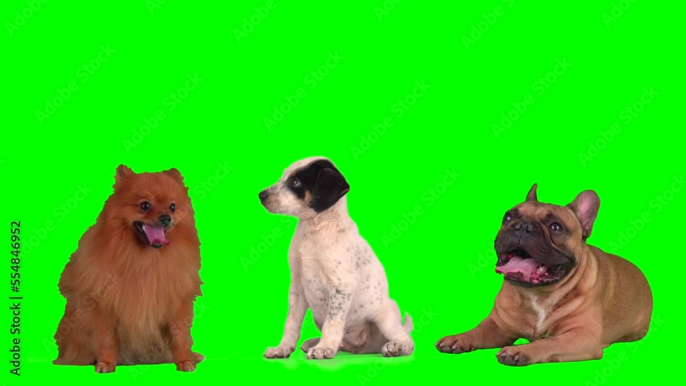 dog puppy on green background screen set isolated dog puppy on green background screen set isolated