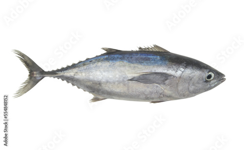 Fresh raw bluefin tuna fish isolated on white background