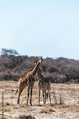 Fototapeta Naklejka Na Ścianę i Meble -  Two Angolan Giraffe - Giraffa giraffa angolensis- standing on the planes of Etosha National Park, Namibia.