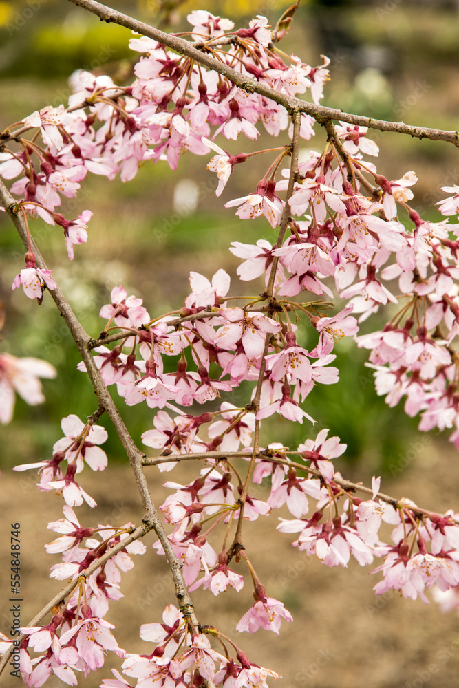 Obraz premium Prunus subhirtella 'Pendula Rubra'