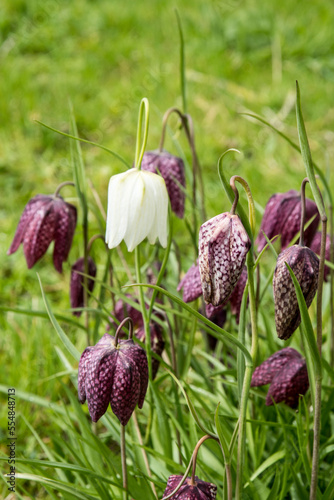 Fritillaria meleagris - Kievitsbloem photo