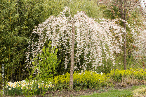 Prunus x yedoensis 'Ivensii'
