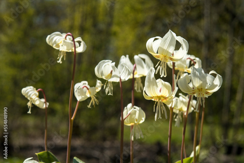 Erythronium 'White Beauty'