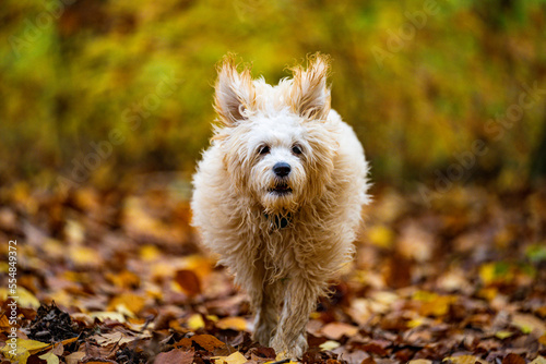 Tobender Welpe im Herbstwald