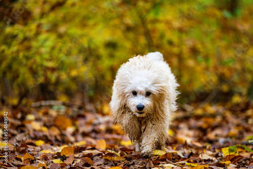 Tobender Welpe im Herbstwald