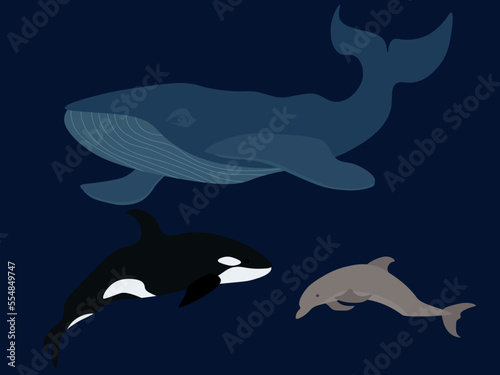 Set of marine mammals  blue whale  killer whale and dolphin