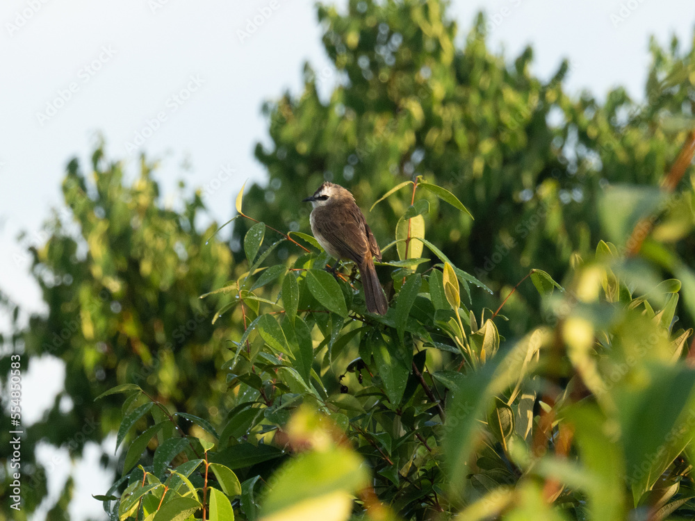 Fototapeta premium Vogel