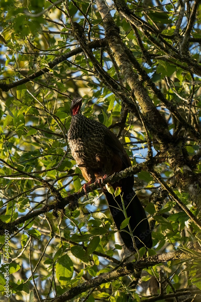 custom made wallpaper toronto digitalCauca guan (Penelope perspicax) in Colombia