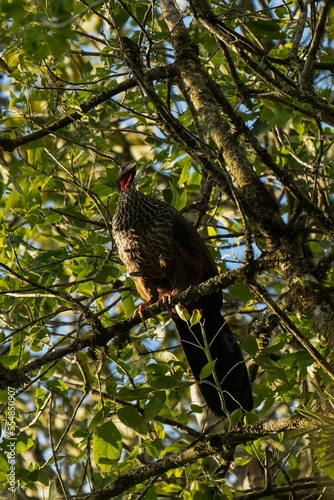 Cauca guan  Penelope perspicax  in Colombia