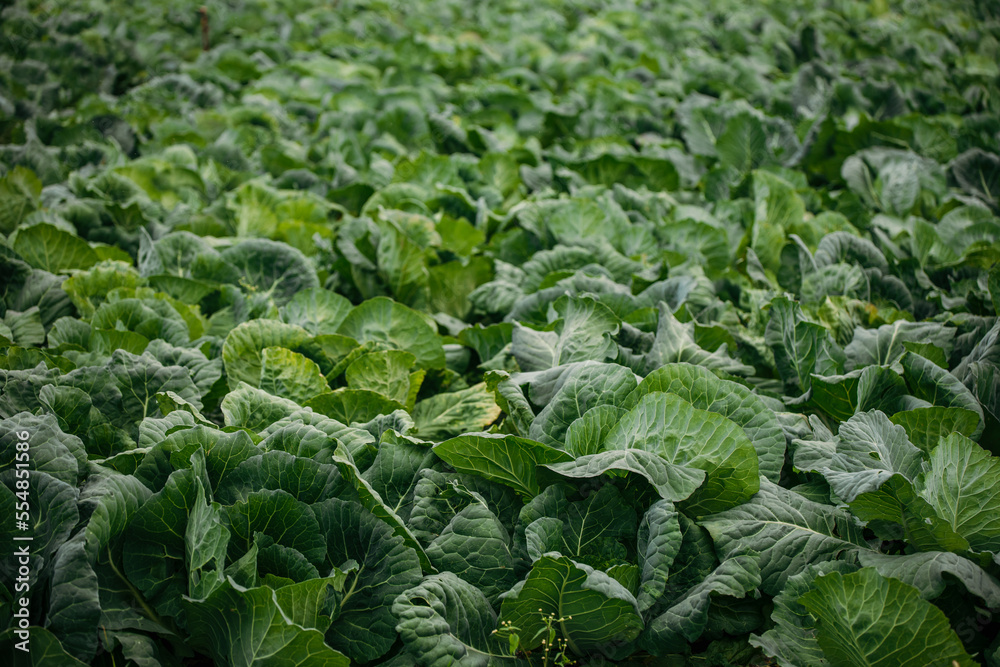 cabbage in the field. rows of cabbage cabbage in the field. rows of cabbage