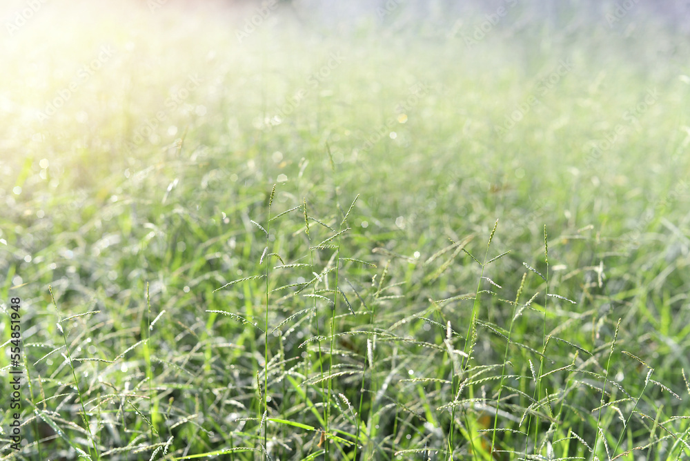 Green nature background with long grass in the meadow Green nature background with long grass in the meadow