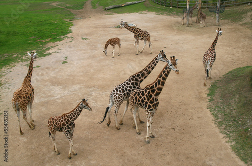 Canvas Print A group of nine African giraffes at the Zoo.