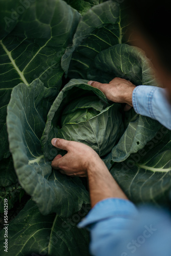 Top view of a male worker's hands taking a fresh growth cabbage in the field. Focus on a cabbage