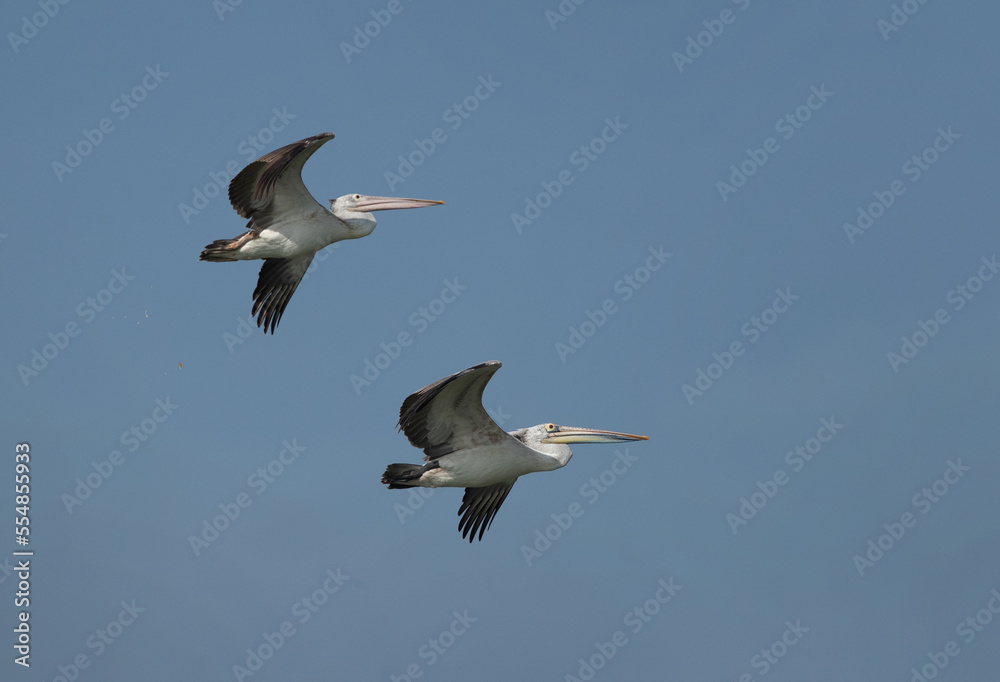A pair of Spot-billed pelican flying at Uppalapadu Bird Sanctuary, India
