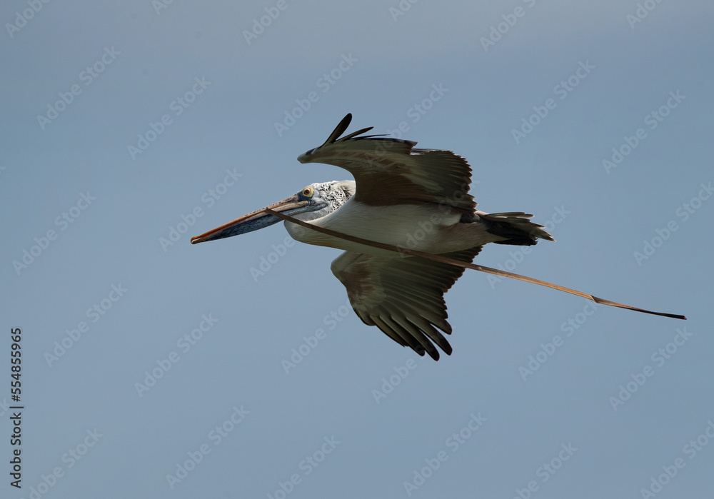 Obraz premium Spot-billed pelican carrrying nesting material at Uppalapadu Bird Sanctuary, India