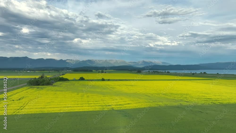 Panoramic View Over Yellow Rapeseed Field In Summer - drone shot Panoramic View Over Yellow Rapeseed Field In Summer - drone shot