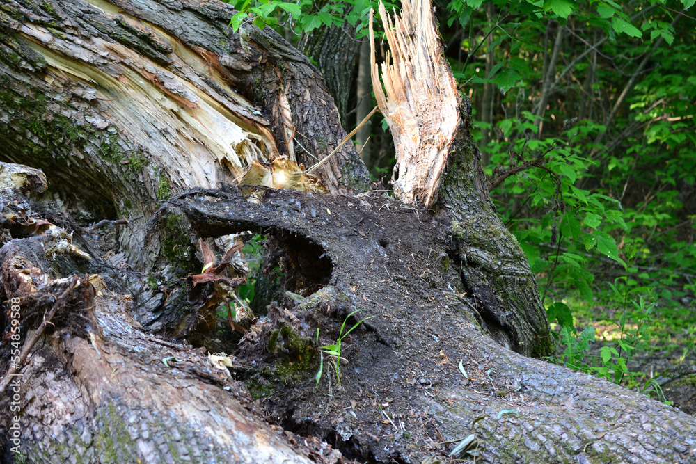 broken tree trunk in the forest isolated, close-up broken tree trunk in the forest isolated, close-up
