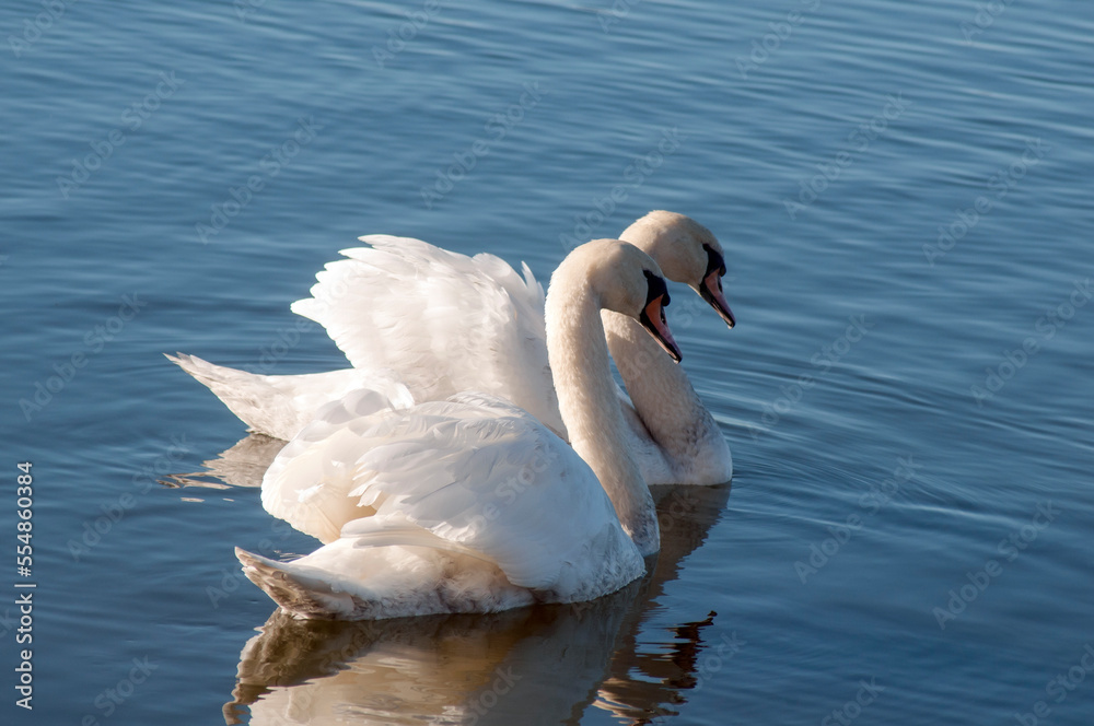 Obraz premium white swans group on the lake swim well under the bright sun
