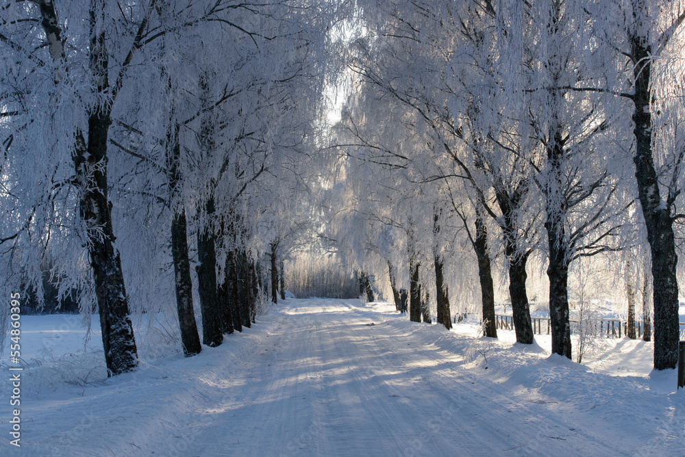 Obraz premium frosted birch trees by the side of the road on a sunny winter day