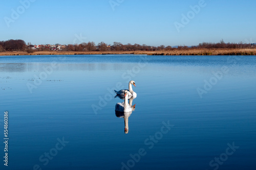 white swans group on the lake swim well under the bright sun