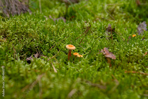 Forest grass moss small mushrooms close up