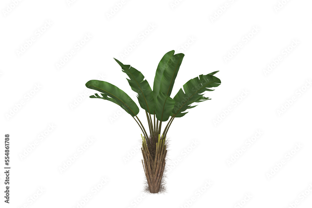 Fototapeta premium banana leaf on an isolated and white background and clipping path, and a Banana tree isolated on white background with clipping paths for garden design. Tropical economic crops that are easy to grow,
