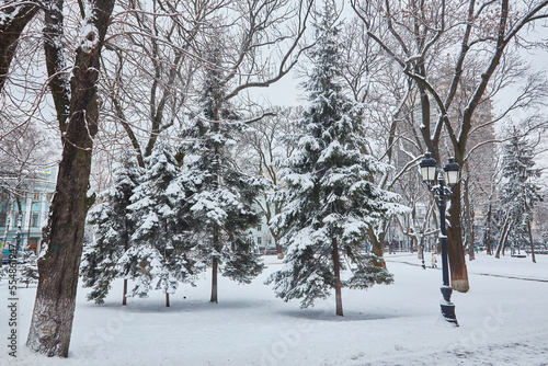 winter beautiful park with many big trees benches © Ryzhkov Oleksandr