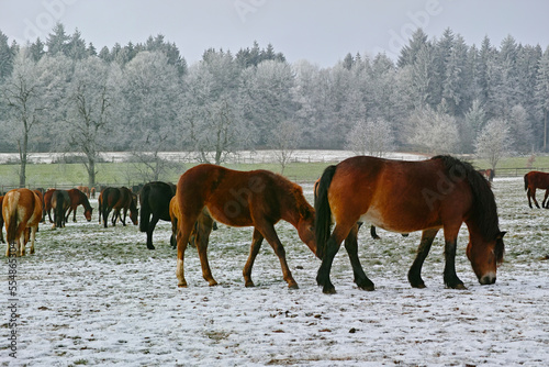mares and foals on frozen field © Kai Koehler