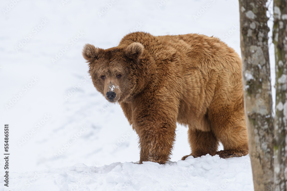 Close-up brown bear in winter forest. Danger animal in nature habitat. Wildlife scene Close-up brown bear in winter forest. Danger animal in nature habitat. Wildlife scene