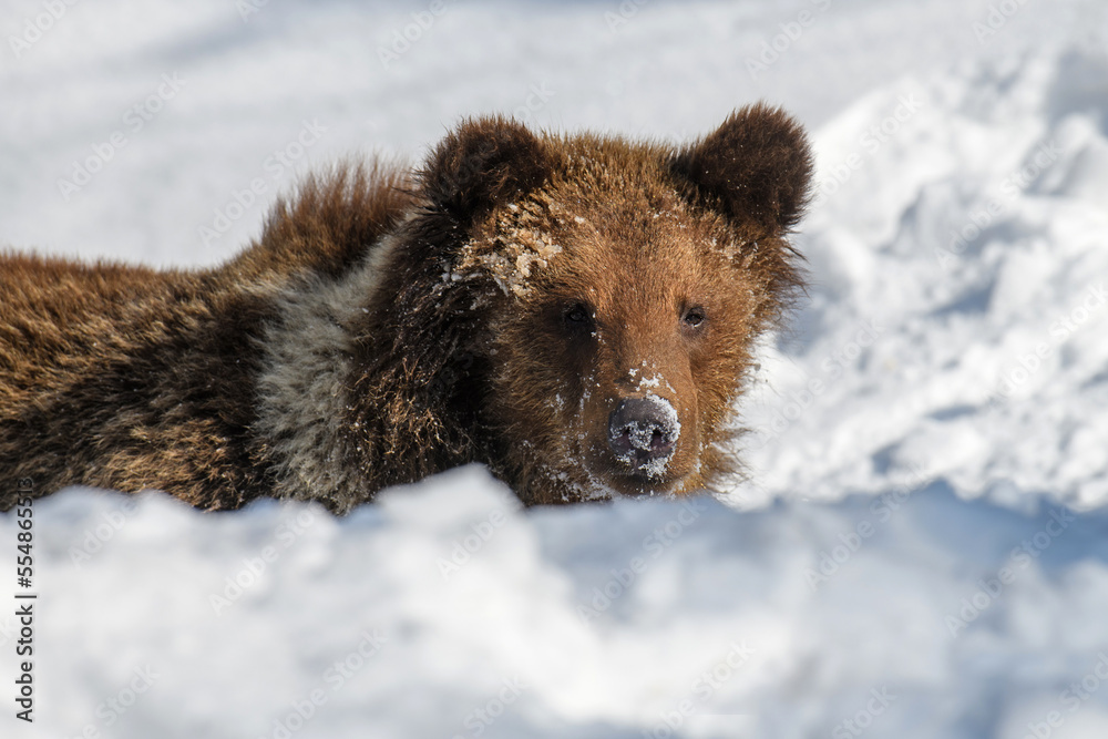 Close-up brown bear in winter forest. Danger animal in nature habitat. Wildlife scene Close-up brown bear in winter forest. Danger animal in nature habitat. Wildlife scene