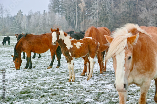 mares and foals on frozen field