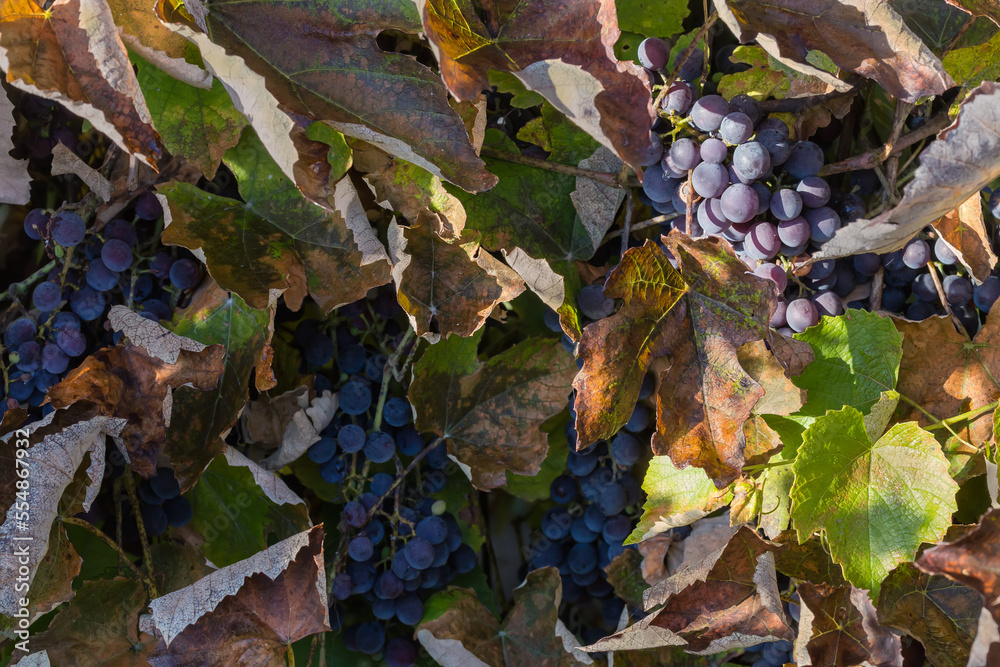 Bunches of blue grapes among the autumn leaves of grapevine Bunches of blue grapes among the autumn leaves of grapevine